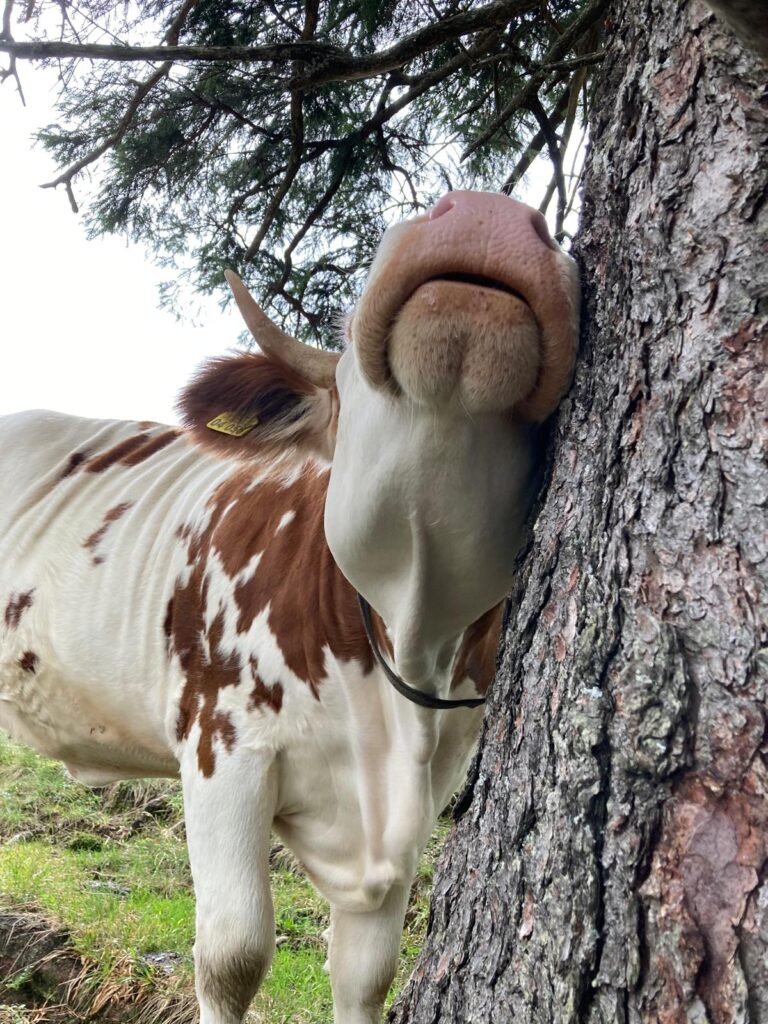 WhatsApp Image 2025-04-08 at 12.08.24