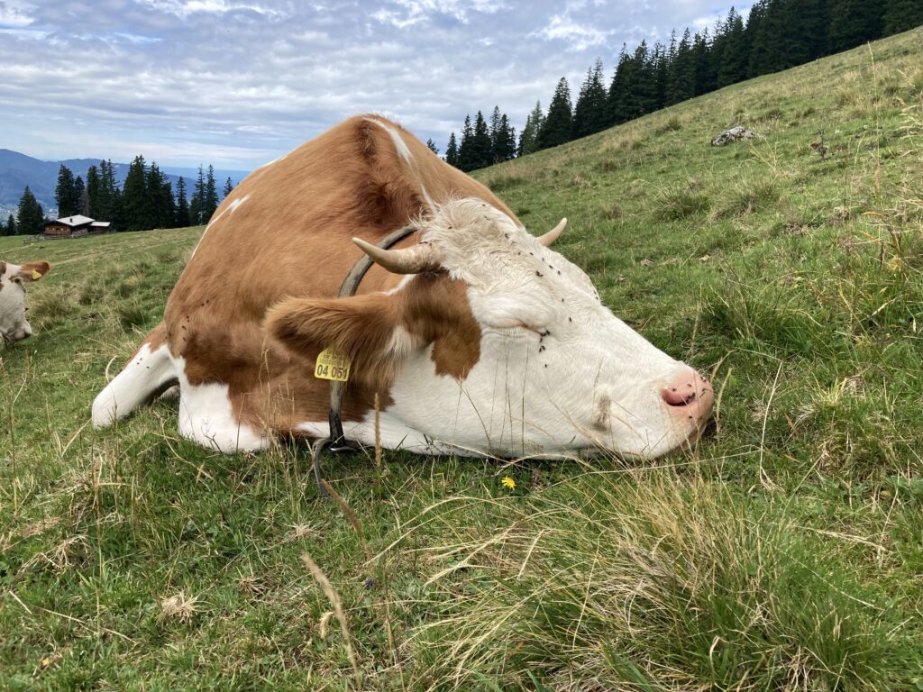Cowsignals